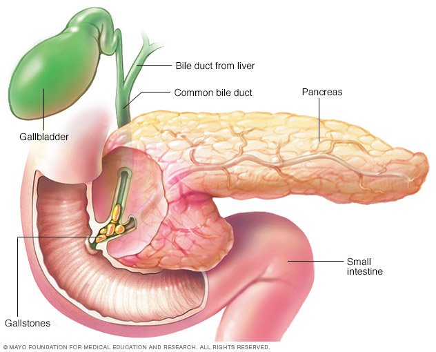 Can A Dogs Gallbladder Be Removed Can A Dogs Gallbladder Be Removed